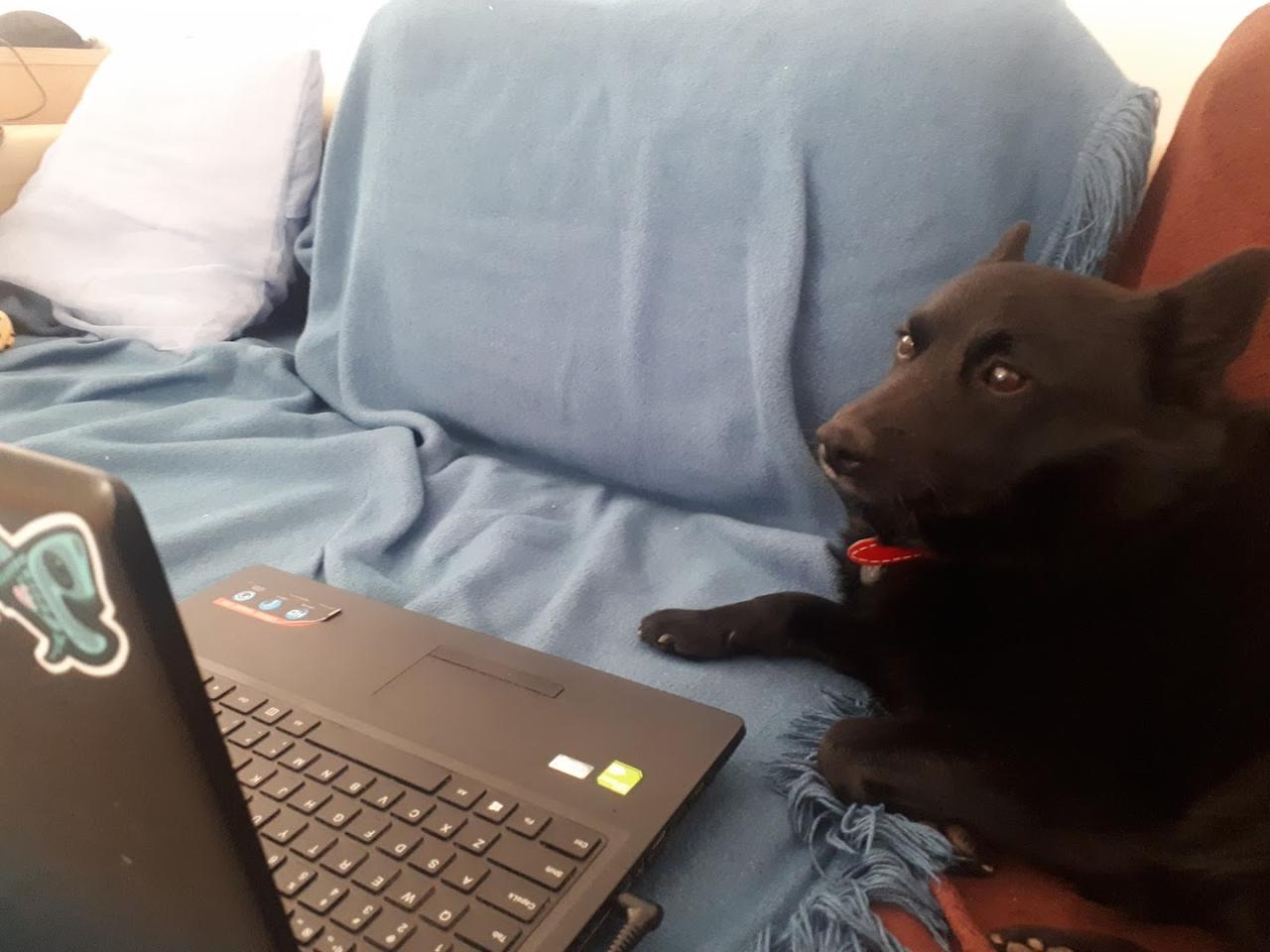 Picture of a black Schipperke dog in front of a laptop screen, looking mildly confused